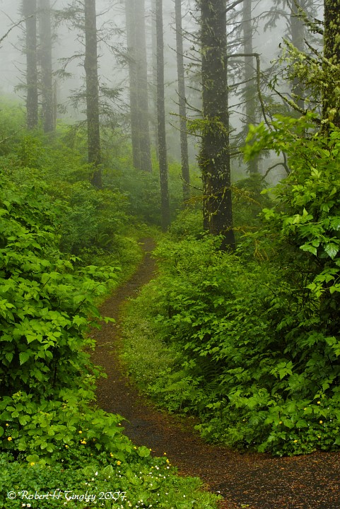 Coast Forest Path, Oregon